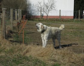 Vetřelci jsou zastrašováni štěkáním a impozantním postojem.