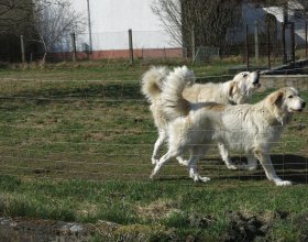 Podle Sasů je potřeba mít psy nejméně dva.