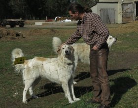 Psy se nechají pohladit osobou, kterou znají.