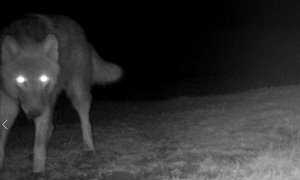 V rezervaci u zubrů a divokých koní se objevil vlk. Zachytila ho fotopast