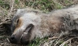 Vlk sražený u Mladé Boleslavi přišel z Polska