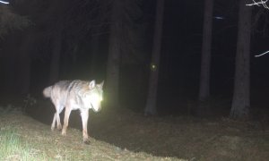 Výskyt vlků na Třeboňsku