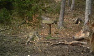 Fotopasti potvrdily přítomnost vlků v Lužických horách