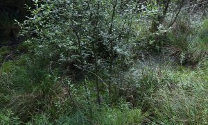 Mrtvý vlk nalezen u letiště Hradčany