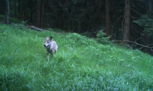 Vlk zapózoval před fotopastí v Krkonoších