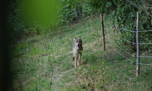 Vlčice putuje do Safari Parku Dvůr Králové nad Labem