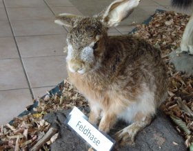 Vlčí den 26. 8. 2018 (2)
