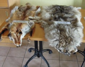 Vlčí den 26. 8. 2018 (4)