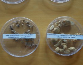 úlomky kostí ve vlčím trusu