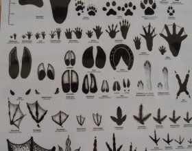 ... a pro změnu stopy