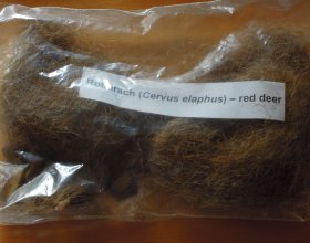 vlčí trus: jelen evropský