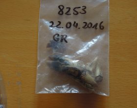 kopýtko ve vlčím trusu