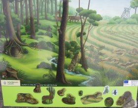 Vlčí den 26. 8. 2018 (20)