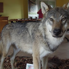 Vlčí den 26. 8. 2018