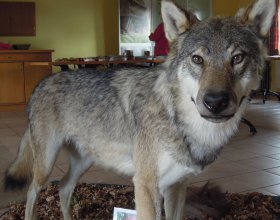 Jediný vlk na Vlčím dnu byl tento.