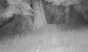 Fotopast zachytila psíka mývalovitého