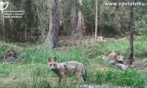 Vlčí smečka na Dokesku si dala načas s představením nových přírůstků