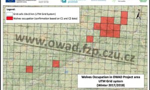 Vědci potvdili pět center výskytu vlků v česko-saském pohraničí a odkrývají jejich ekologii