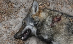 Výsledky pitvy: vlčice u Hradčan zahynula po střetu s jinou šelmou, asi vlkem