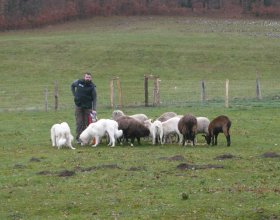 Ledy prolomeny - už druhý den se spolu v klidu krmí.