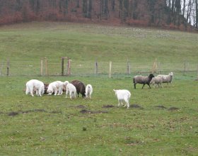 Pyrenejští horští psi budou chránit stádo (8)