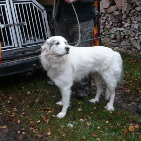Pyrenejští horští psi budou chránit stádo