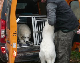 Opatrné vystupování