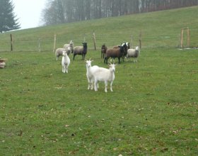 Ovce i kozy netrpělivě očekávají nově příchozí. Stádo je zatím malé (několik zvířat zadávil vlk), postupně se bude opět rozrůstat.