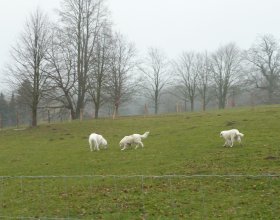 Pyrenejští horští psi budou chránit stádo (4)