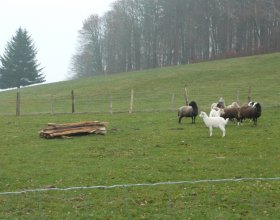 První den se zvířata drží stranou, než si na přítomnost psů zvyknou. To může trvat přibližně 3-4 dny.