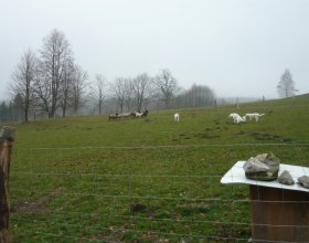 Správný pastevecký pes si nejprve označkuje pastvinu.