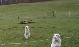 Pyrenejští horští psi budou chránit ovce i kozy