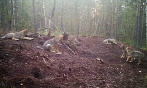 Fotopasti potvrdily, že vlci se na jihu Třeboňska rozmnožili