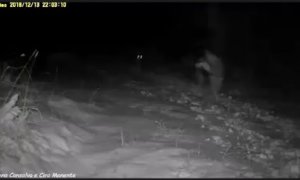 Důkazy o nové vlčí smečce?