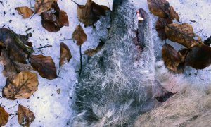 Sražená vlčice na Děčínsku měla skutečně prašivinu