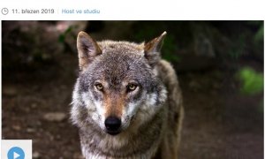 O vlcích a lidech