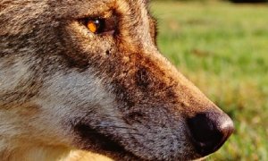 Co dělat při setkání s vlkem?