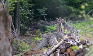 Na česko-slovenském pomezí se narodila vlčata