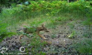 Šestým rokem po sobě má vlčí smečka v Ralské pahorkatině přírůstky