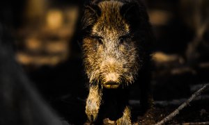 Hlavním šiřitelem afrického moru prasat v moderních dějinách je člověk