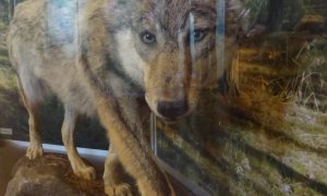 Za vlky do Krkonošského národního parku