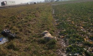 Nedaleko Turnova srazilo auto psovitou šelmu, pravděpodobně vlka