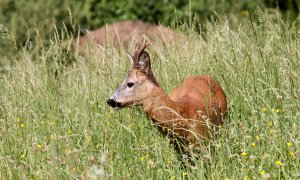 Výsledky genetických analýz srnce od Radonic a obecné poznámky k metodice určování predátora na základě vzorků z kadaverů