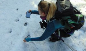 Mapování ukázalo, kolik velkých šelem se přibližně vyskytuje v  oblasti Beskyd