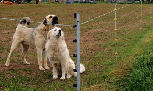 Poradenství s technickým zabezpečením před útoky vlka