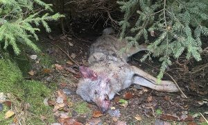 Vlčice, která byla před 14 dny nalezena u silnice na Kokořínsku, má v těle zbytky střely.