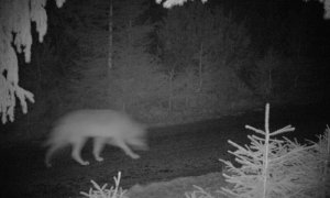 V hřebenové části Orlických hor se pohybují vlci