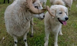 Stát má zájem za zabezpečení stád proti velkým šelmám: vyjádření AOPK ČR ke tvrzení některých chovatelů