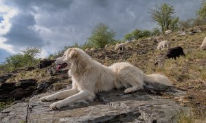 Vznikla studie k výpočtu obvyklých nákladů souvisejících s náročnější organizací pastvy hospodářských zvířat v oblastech výskytu vlka obecného