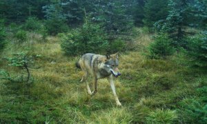 Potvrzena vlčí smečka v Jizerských horách